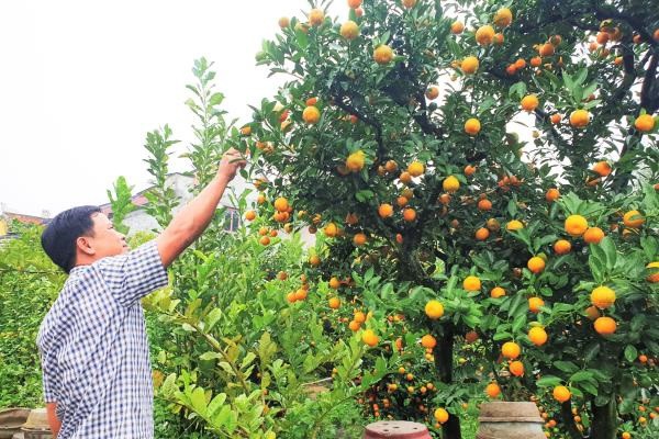 vuon quat tieu canh o hoi an cho thu nhap hang tram trieu dong dip tet hinh 1