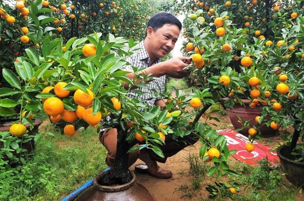 vuon quat tieu canh o hoi an cho thu nhap hang tram trieu dong dip tet hinh 2