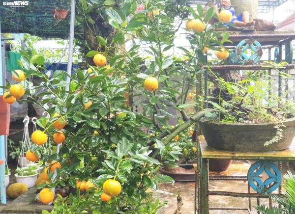 vuon quat tieu canh o hoi an cho thu nhap hang tram trieu dong dip tet hinh 3