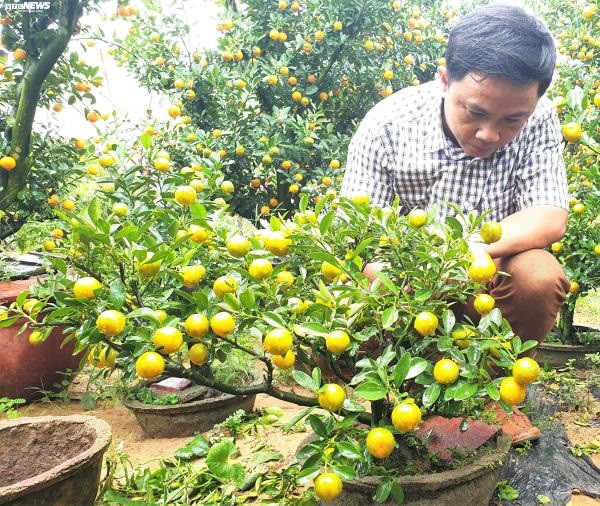vuon quat tieu canh o hoi an cho thu nhap hang tram trieu dong dip tet hinh 5