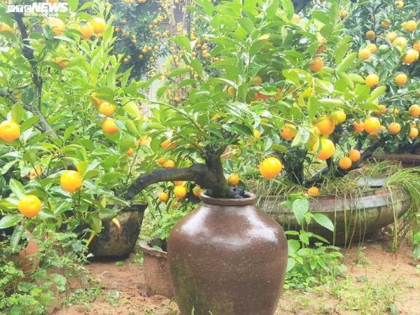 vuon quat tieu canh o hoi an cho thu nhap hang tram trieu dong dip tet hinh 6