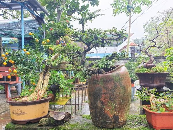 vuon quat tieu canh o hoi an cho thu nhap hang tram trieu dong dip tet hinh 8