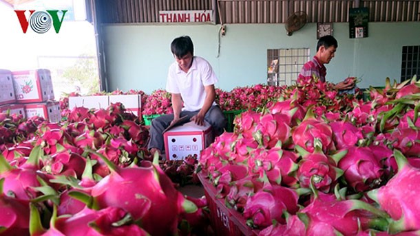 xuat khau vao an do can luu y van hoa tieu dung hinh 1