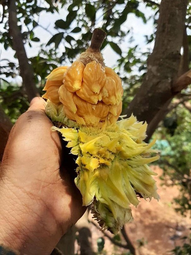 mit rung chua ngot co gia ban 100.000 dong/kg van dat hang hinh 1