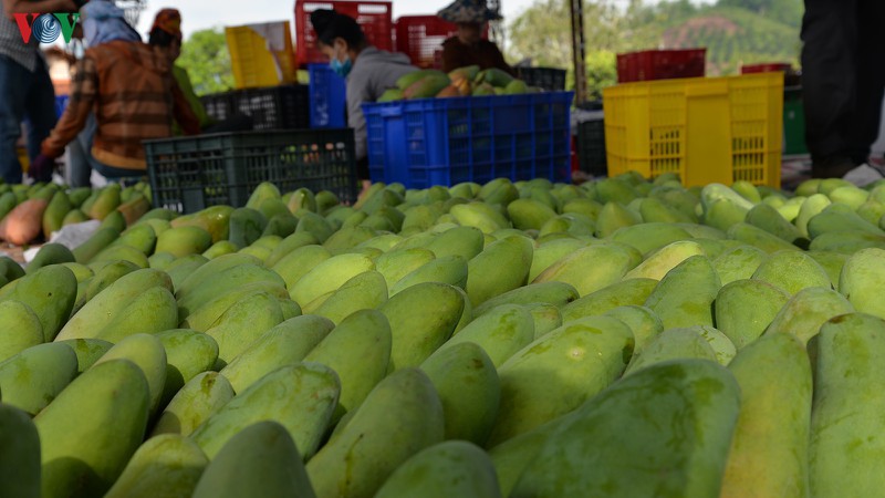 son la xuat khau xoai uoc dat 2,24 trieu usd hinh 1