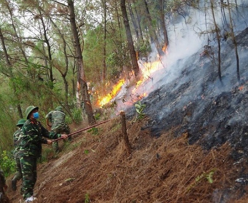 chay rung thong va keo o xa dien loc, nghe an hinh 1