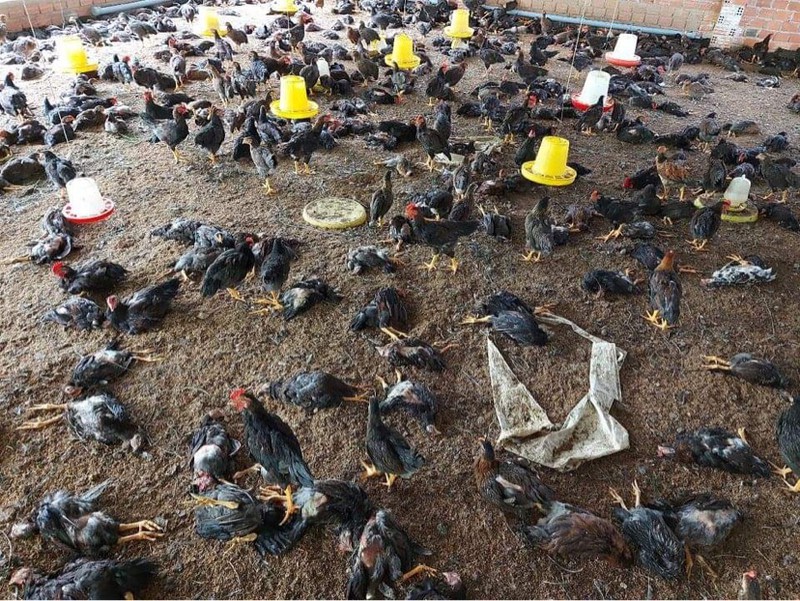 dak lak tieu huy hon 3.000 gia cam mac cum gia cam a/h5n6 hinh 1