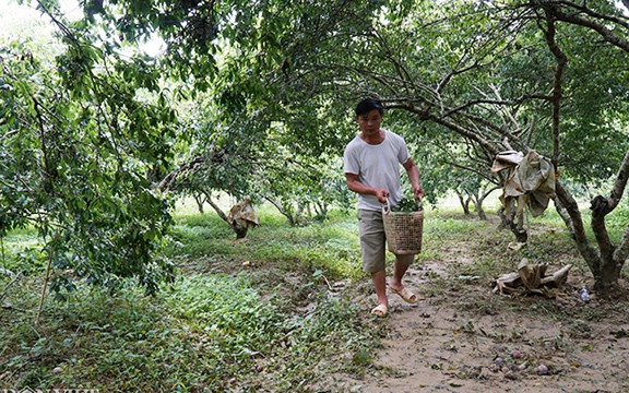 man tam hoa bac ha chin mong gion ngot tu vuon xuong pho hinh 1