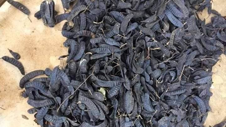 bo ket bat ngo len con sot, dan dua nhau mua xong nha diet corona hinh 2