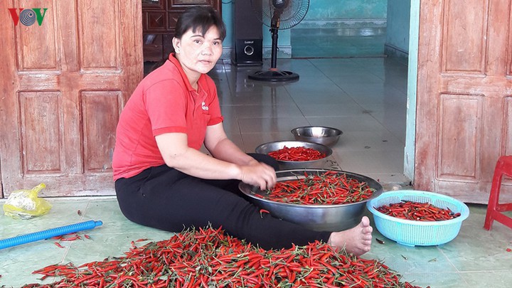 ot mat gia con 8.000 dong/kg, nong dan khoc rong hinh 1