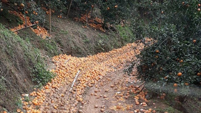 cam sanh rung day duong o ha giang, cho "giai cuu" hinh 1