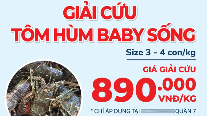 "ro" giai cuu tom hum trong dich covid-19: vi sao co nhieu muc gia? hinh 2