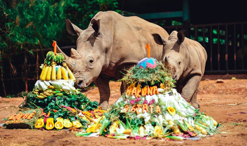 vinpearl safari chao don te giac thu 3 chao doi hinh 3