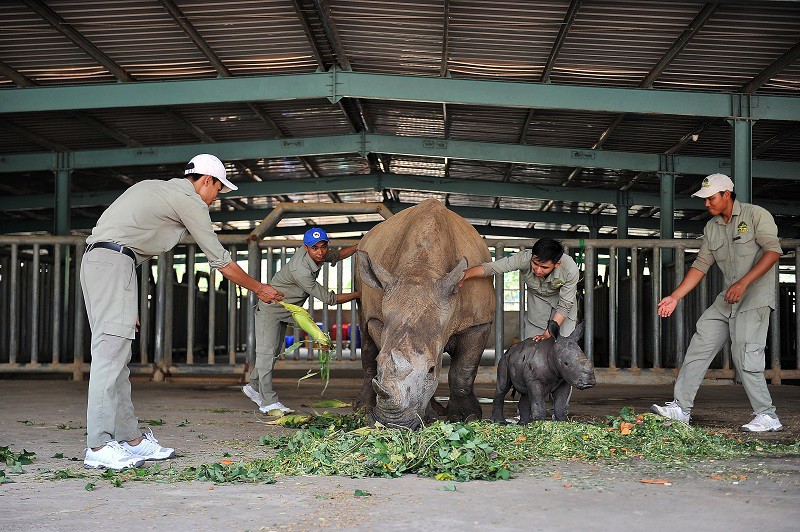 vinpearl safari chao don te giac thu 3 chao doi hinh 4