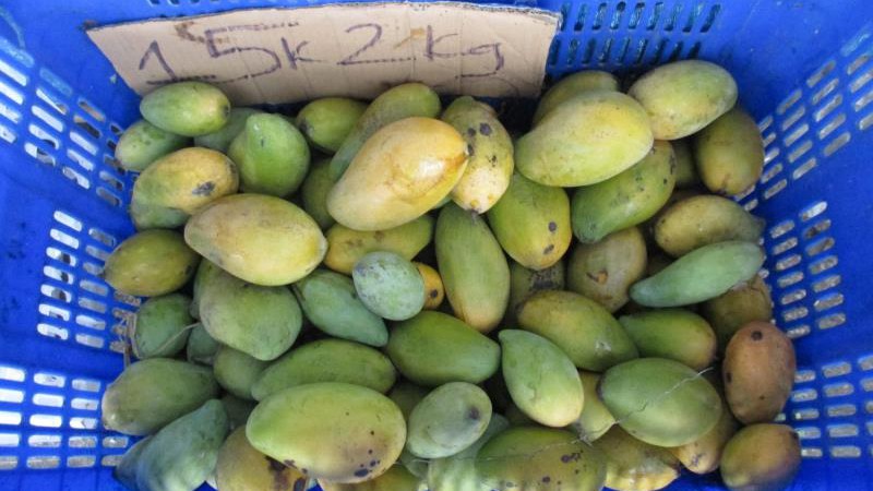 khong tieu thu duoc vi covid-19, xoai "do bo" tp.hcm cho... giai cuu hinh 2