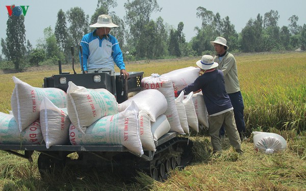 ptt trinh dinh dung: xu ly ngay nhung bat cap trong xuat khau gao hinh 1