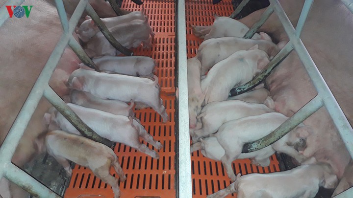 thit lon hoi tang tro lai, vuot qua nguong 100.000 dong/kg hinh 1