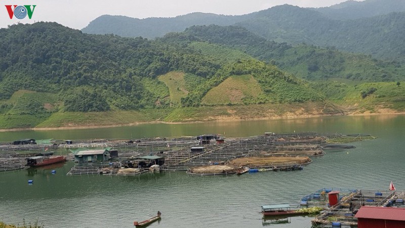 thoat ngheo tu nuoi ca long tren long ho thuy dien son la hinh 1