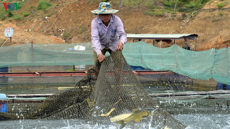 thoat ngheo tu nuoi ca long tren long ho thuy dien son la hinh 2