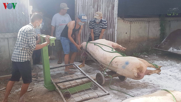 thanh hoa gan 489 ty dong ho tro anh huong dich ta lon chau phi hinh 1