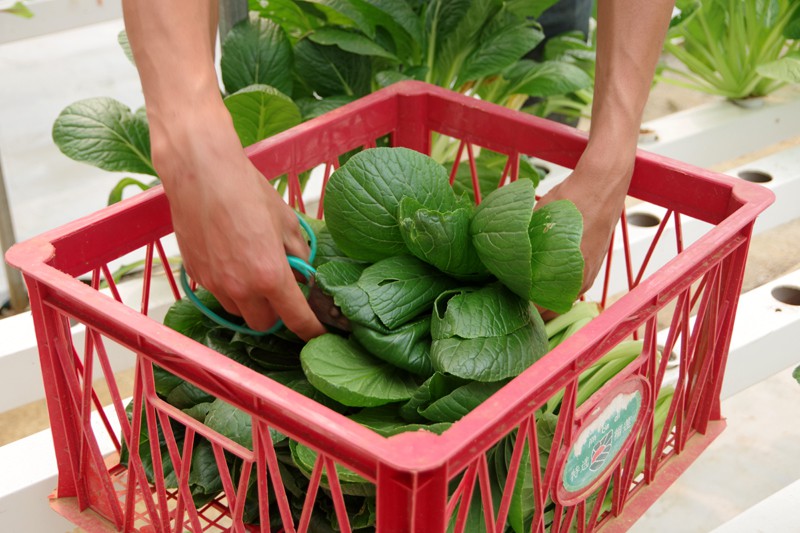 nhung bo rau nghia tinh tu bien gioi ve voi nguoi dan cach ly o ha noi hinh 13