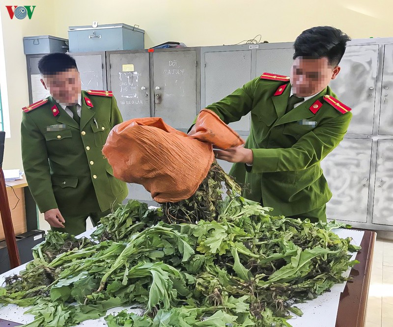 nong 24h: hai vo chong sa luoi khi mua ban ma tuy hinh 3
