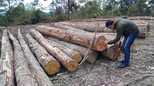 kon tum thanh lap doan kiem tra thong tin co pha rung quy mo lon hinh 1