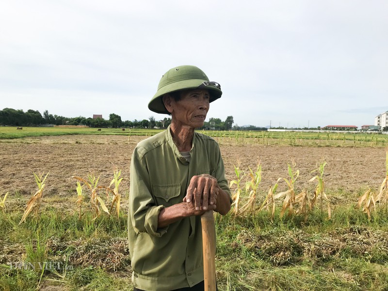 nang nong dao lon doi song, san xuat nguoi dan cac tinh bac trung bo hinh 1