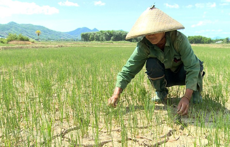 nang nong dao lon doi song, san xuat nguoi dan cac tinh bac trung bo hinh 3