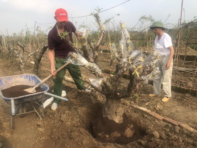ha noi: dan nhat tan tat bat trong lai dao sau tet hinh 6