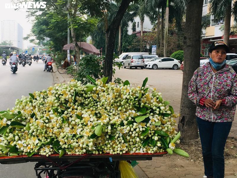 thang hai, hoa buoi dien no trang mot goc troi ha noi hinh 14