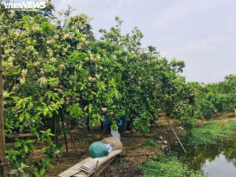 thang hai, hoa buoi dien no trang mot goc troi ha noi hinh 2