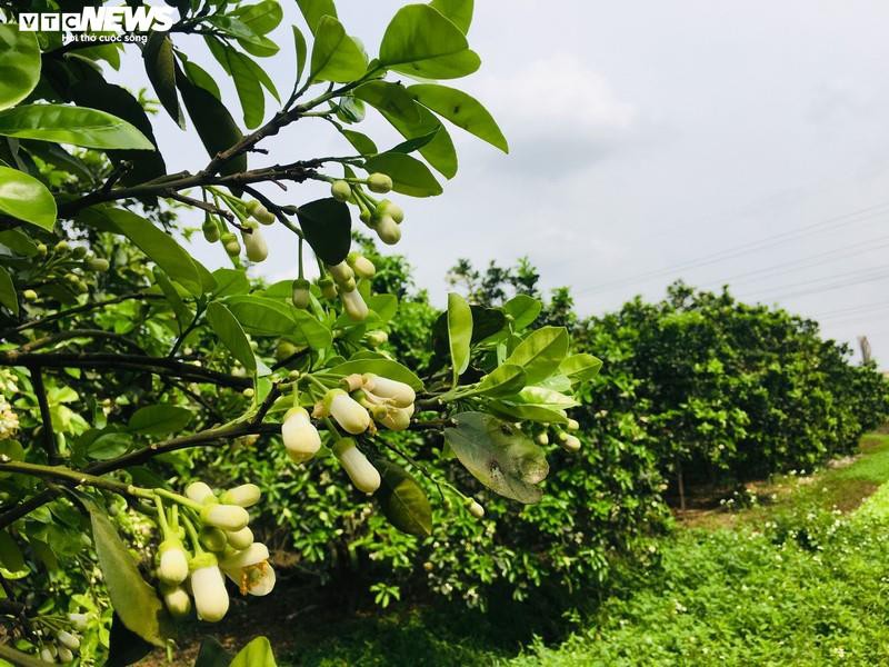 thang hai, hoa buoi dien no trang mot goc troi ha noi hinh 3