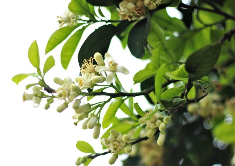 thang hai, hoa buoi dien no trang mot goc troi ha noi hinh 8