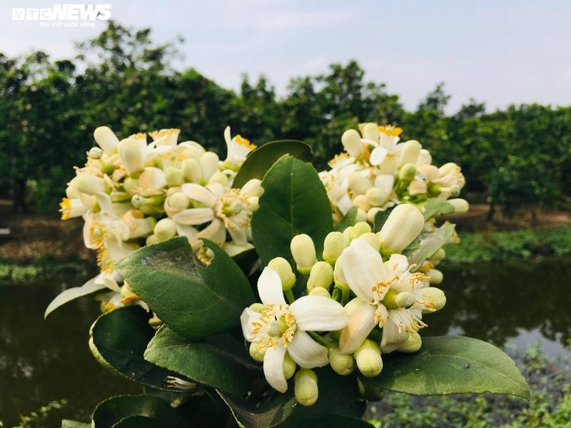 thang hai, hoa buoi dien no trang mot goc troi ha noi hinh 9
