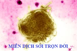 kien thuc can biet truoc mua benh soi hinh 4