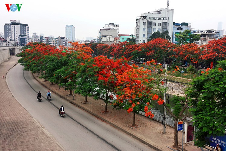 ha noi co phan ung nhanh kiem soat chat che hon sau vu cay do o tp hcm hinh 1