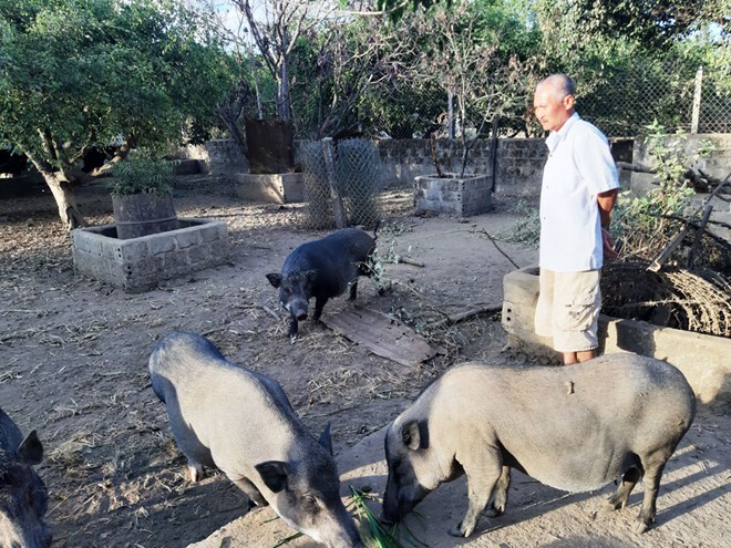 nuoi lon rung lai giup nguoi dan ba na thoat ngheo hinh 1