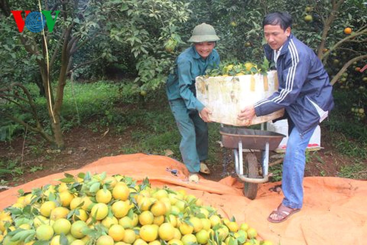 phat trien san pham nong nghiep trong diem cua tinh hoa binh hinh 1