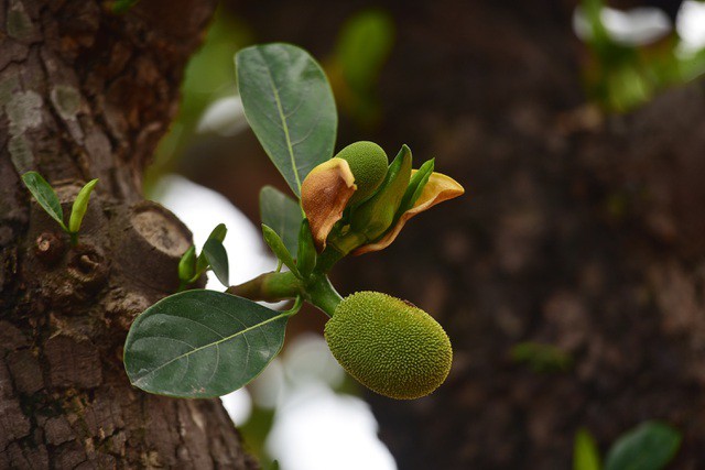 mit co 120 trieu dong/cay, dai gia rao riet san lung hinh 2