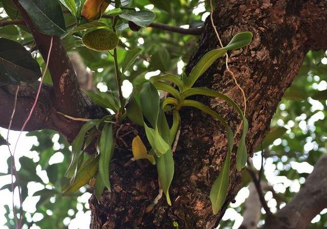 mit co 120 trieu dong/cay, dai gia rao riet san lung hinh 6