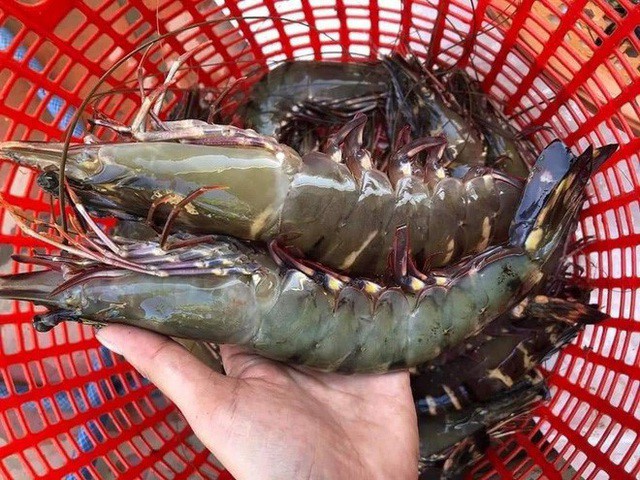 thit lon dat do, hai san thua mua, gia re lai thua vang nguoi mua hinh 2