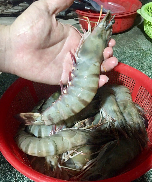 tom su tu nhien "khong lo" ram ro ve sai gon, gia re chua tung thay hinh 1