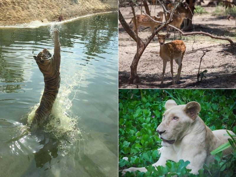flc zoo safari park quy nhon - diem den khong the bo lo hinh 2