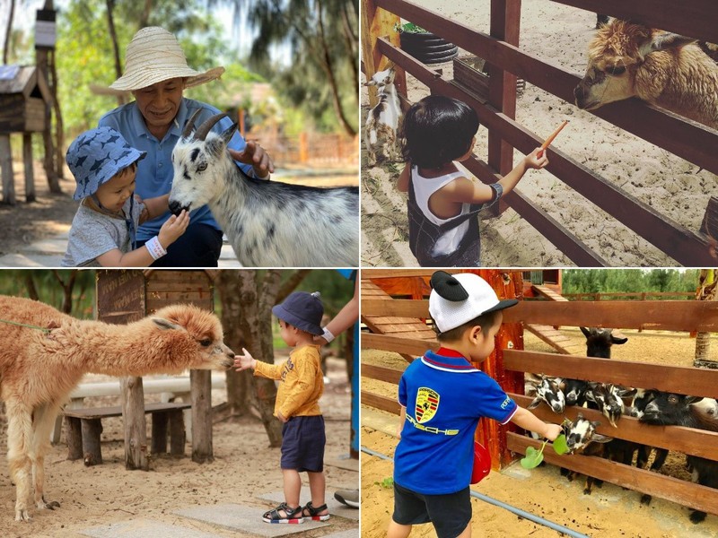 flc zoo safari park quy nhon - diem den khong the bo lo hinh 4