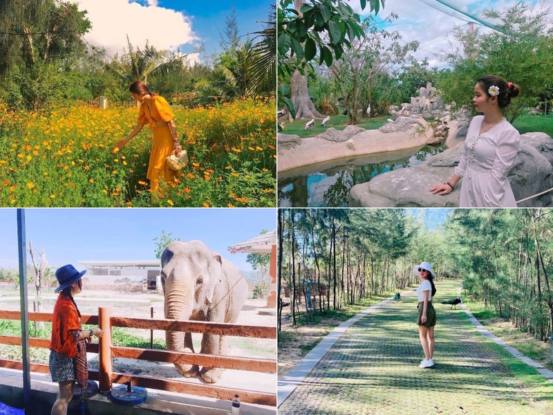 flc zoo safari park quy nhon - diem den khong the bo lo hinh 7