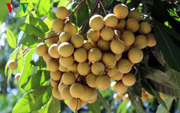 nhan son la dam bao tieu chuan xuat khau di my, phap... hinh 1
