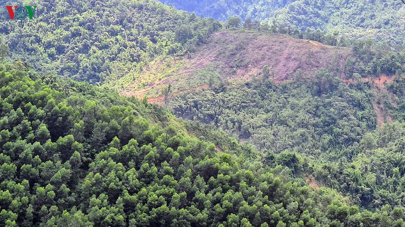 thu nhap cho nguoi nhan khoan bao ve rung khong dam bao hinh 1