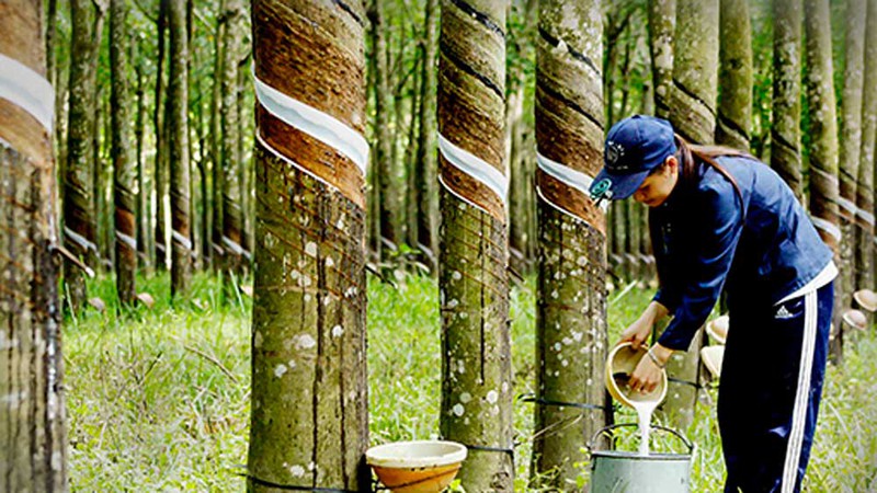 ubnd tinh binh duong thu hoi 25 khu dat cua cong ty cao su dau tieng hinh 2