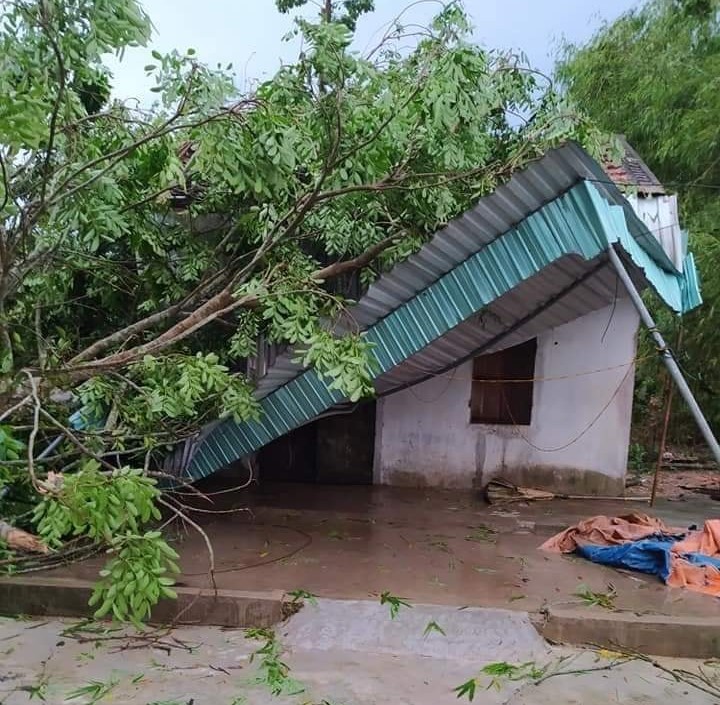 dong loc can quet thoi bay nhieu mai nha, quat do ca cay lon hinh 1